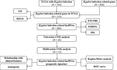 Helicobacter pylori Infection–Related Long Non-Coding RNA Signatures Predict the Prognostic Status for Gastric Cancer Patients